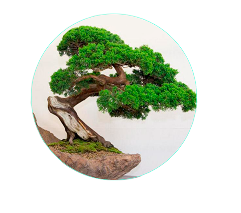 Бонсай - карликовые деревья в миниатюре